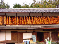 市田柿の柿すだれ